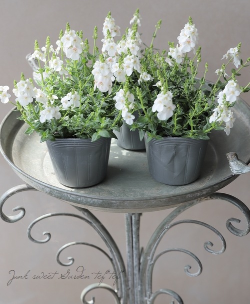 ディアスキア 『スーパーホワイト』 | すべての商品 | | Junk sweet