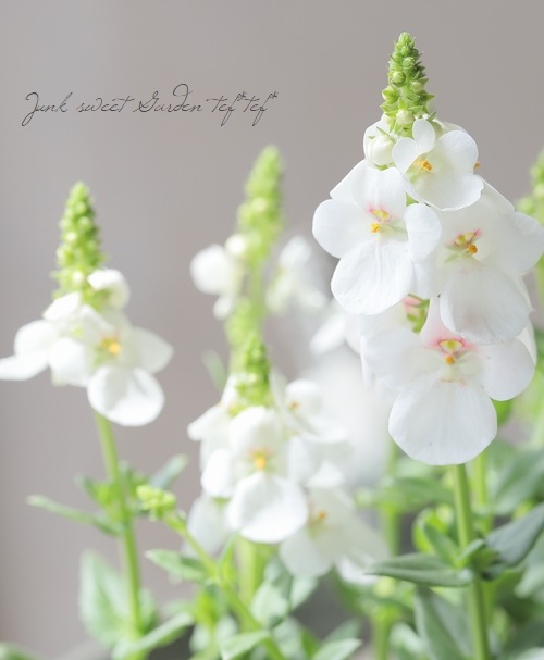 �ǥ������������إ����ѡ��ۥ磻�ȡ�