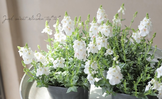 ディアスキア 『スーパーホワイト』 | すべての商品 | | Junk sweet