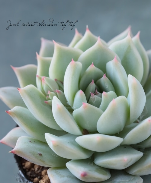 苺ティピ 多肉植物 希少種♪ 山苺ティピ 多肉植物♥ - メルカリ