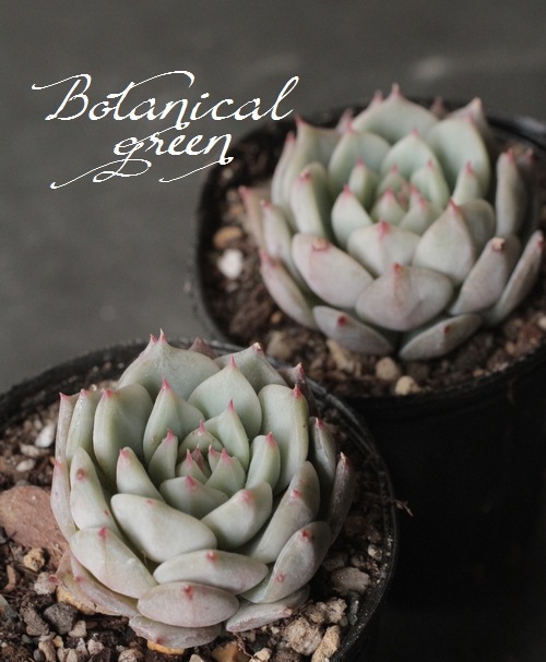 多肉植物】 『ティッピー』 エケベリア属☆ | すべての商品 | | Junk