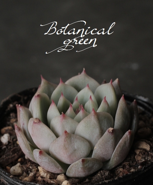 多肉植物】 『ティッピー』 エケベリア属☆ | すべての商品 | | Junk