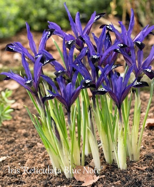 �ڵ庬�� �����ꥹ����ƥ�����顼�� ���إ֥롼�Ρ��ȡ١�