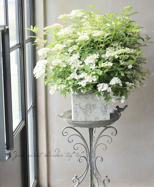 紫陽花 ラグランジア 『シャンデリーニ』 | すべての商品 | | Junk