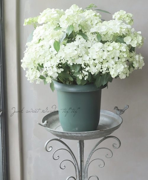 紫陽花 ラグランジア 『シャンデリーニ』 | すべての商品 | | Junk