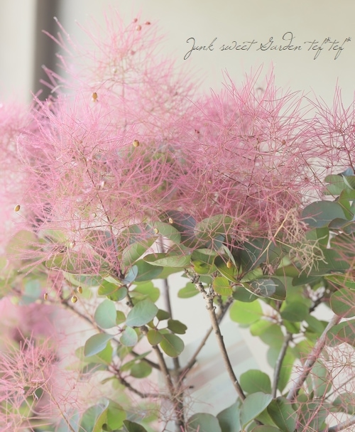 ���⡼���ĥ꡼���إ롼����� 2025��No.26��