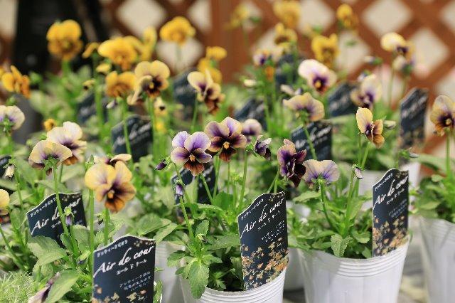 ○松原園芸さんビオラ 『エールドクール』 | すべての商品 | | Junk