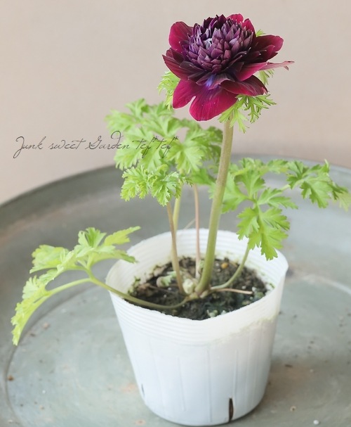 アネモネ400ml♪ 八重咲きアネモネ・ポルトダブル『ワイン』 | すべての商品 | | Junk