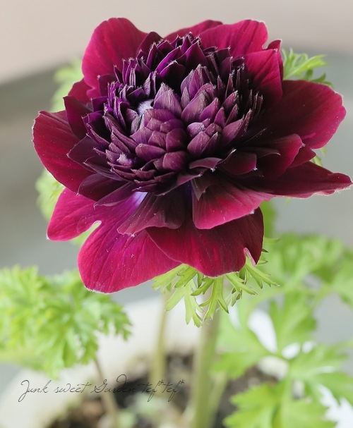 アネモネ　デュフ 八重咲きアネモネ・ポルトダブル『ワイン』 | すべての商品 | | Junk