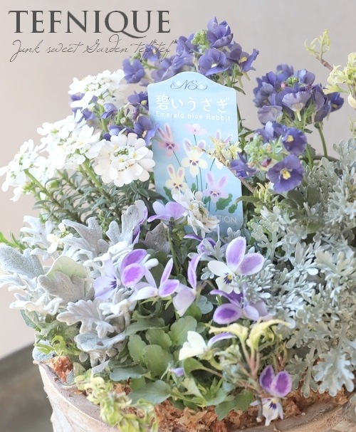 TEFNIQUE-寄せ植え 2025 * no.16 * 『碧いうさぎの香りする冬の小さな