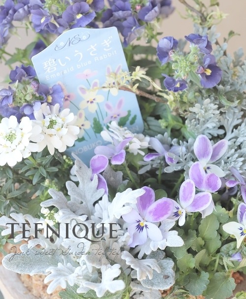 TEFNIQUE-寄せ植え 2025 * no.16 * 『碧いうさぎの香りする冬の小さな