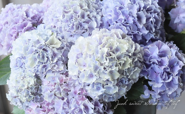 紫陽花 紫陽花 『モーヴクイーン』 ブルー スズキ農園オリジナル品種 | すべて