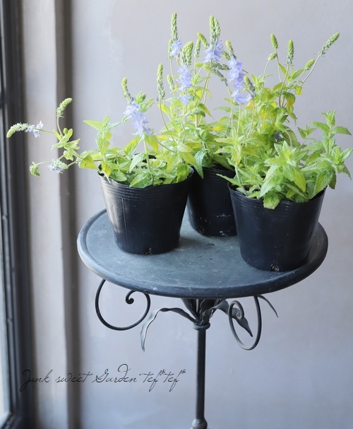 ��4���ġۥ饤�࿧�٥��˥����إ����ƥå�������ɡ�