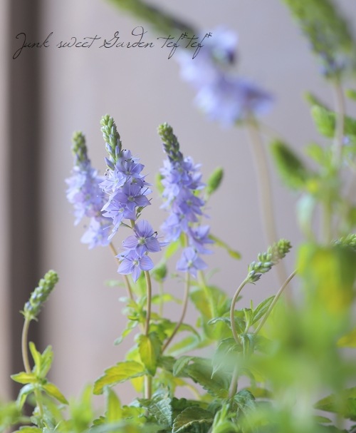 ��4���ġۥ饤�࿧�٥��˥����إ����ƥå�������ɡ�