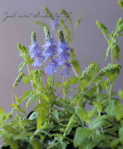 ��4���ġۥ饤�࿧�٥��˥����إ����ƥå�������ɡ�