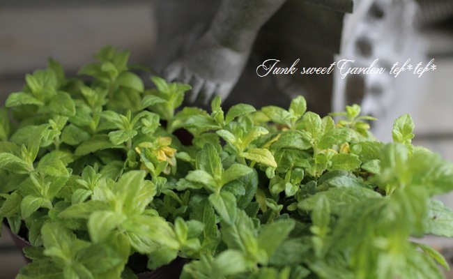 ��4���ġۥ饤�࿧�٥��˥����إ����ƥå�������ɡ�