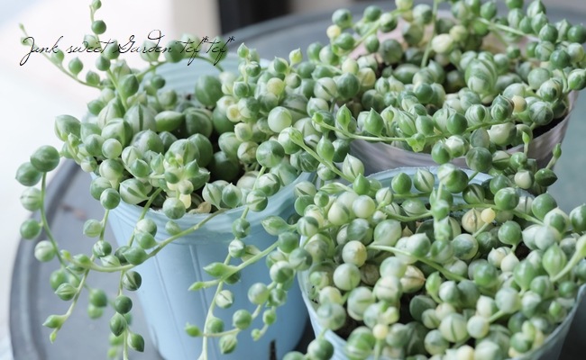 多肉植物】 斑入り『グリーンネックレス』 | すべての商品