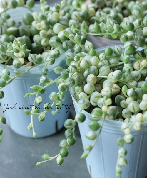 多肉植物】 斑入り『グリーンネックレス』 | すべての商品 | | Junk