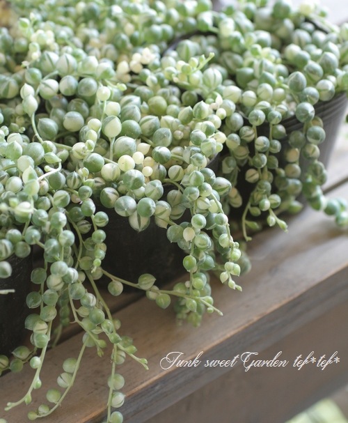 ��¿����ʪ�ۡ�������إ��꡼��ͥå��쥹��