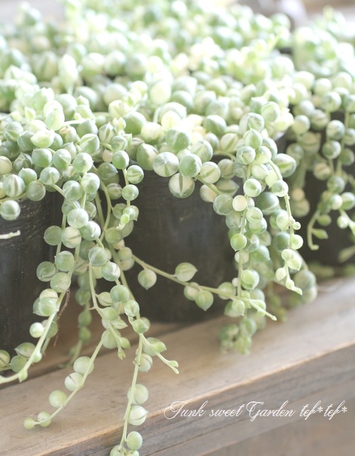 ��¿����ʪ�ۡ�������إ��꡼��ͥå��쥹��