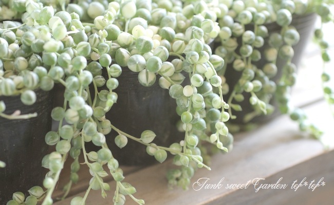 ��¿����ʪ�ۡ�������إ��꡼��ͥå��쥹��