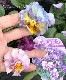 �ե��ѥ󥸡����ե�եꡡ�إ�٥������