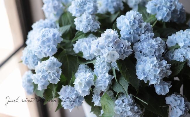 八重咲き山紫陽花 伊予獅子手まり ブルー Flower Species アジサイ Junk Sweet Garden Tef Tef