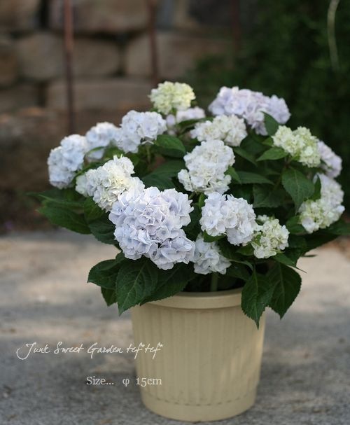 おぐマム在り方専用 ポイント紫陽花 伊予獅子テマリ 頂上アジサイ 苗 Whirledpies Com