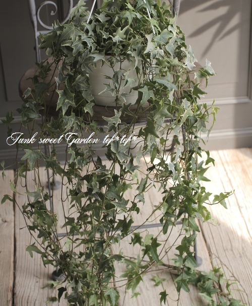 Ķ���󥰻�Ω�ơ�������إǥ顡No.F