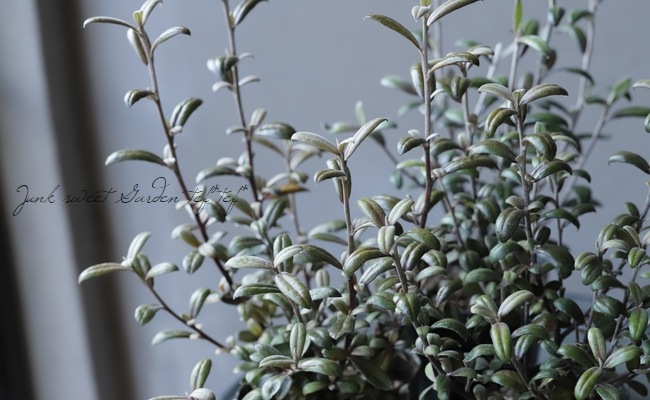 �������������꡼�֥꡼�ա��إե����ƥåɥ��祳�졼�ȡ�