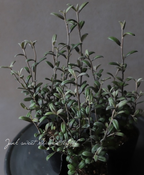 �������������꡼�֥꡼�ա��إե����ƥåɥ��祳�졼�ȡ�