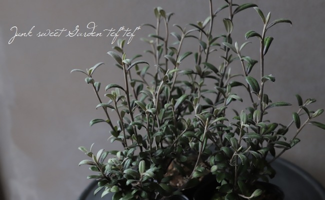 �������������꡼�֥꡼�ա��إե����ƥåɥ��祳�졼�ȡ�