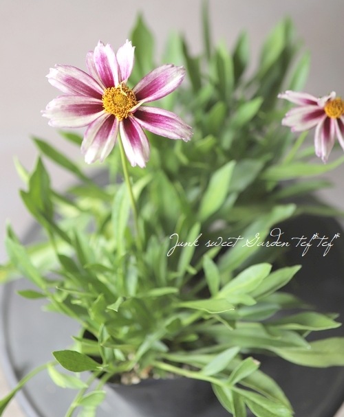 コレオプシス　白　10株　まとめ購入希望の方どうぞ♪ 大輪コレオプシス 『コスミックレボリューション』 | すべての商品