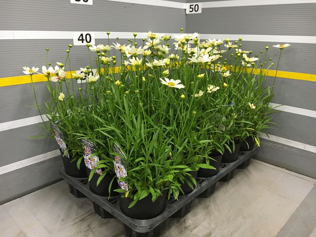 大輪コレオプシス 『コスミックレボリューション』 | すべての商品