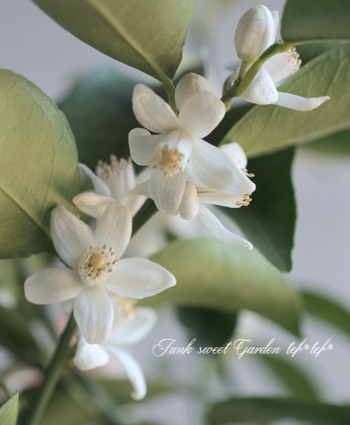 中柚子  YUZU SYRUP ｜ 高知四万十の恵みを凝縮した、濃厚ゆずシロップ