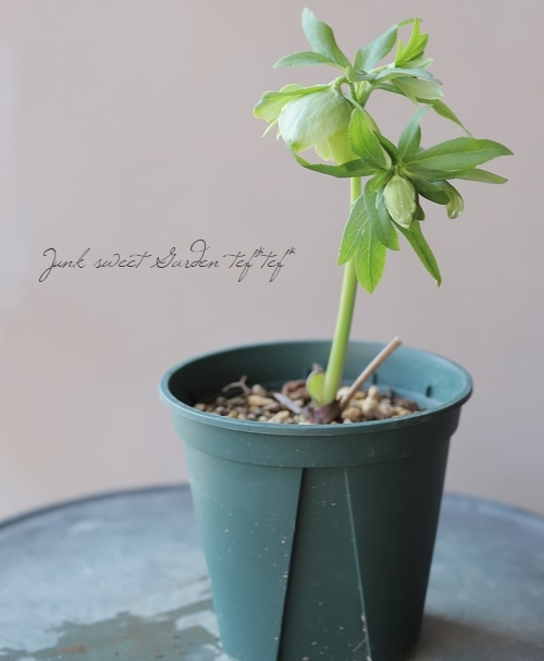 横山園芸さん】 原種系ヘレボラス(クリスマスローズ) 『H.liguricus