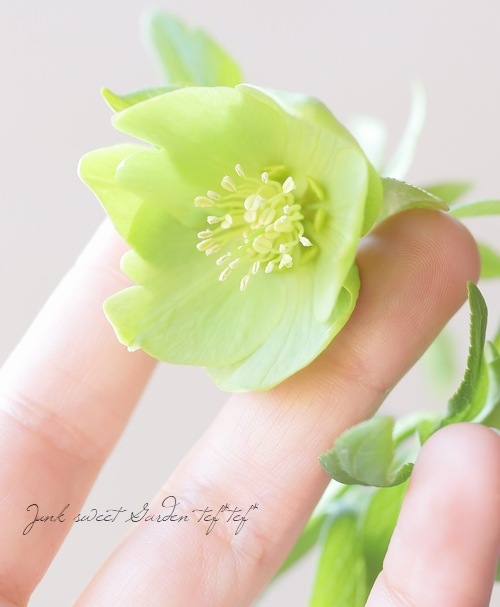 横山園芸さん】 原種系ヘレボラス(クリスマスローズ) 『H.liguricus