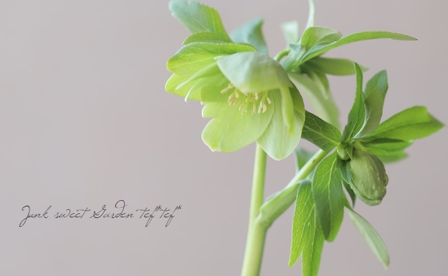 横山園芸さん】 原種系ヘレボラス(クリスマスローズ) 『H.liguricus