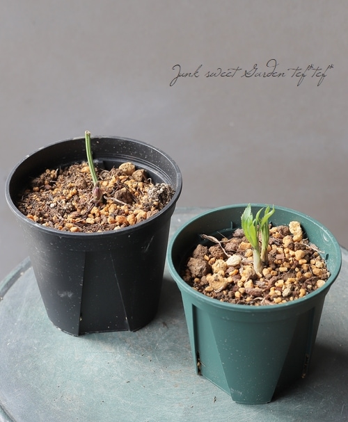 横山園芸さん】 原種系ヘレボラス(クリスマスローズ) 『H.liguricus