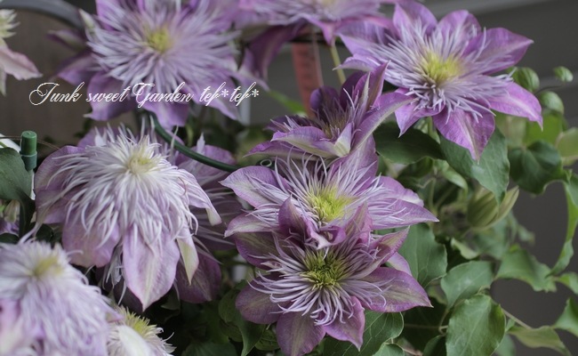 クレマチス　フェアリーブルー　挿し穂　3本+ 楽天市場】予約販売 クレマチス 苗 フェアリーブルー