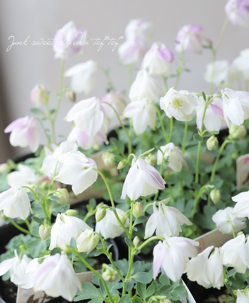 姫・風鈴オダマキ 『ホワイト～ピンク花』 | すべての商品 | | Junk