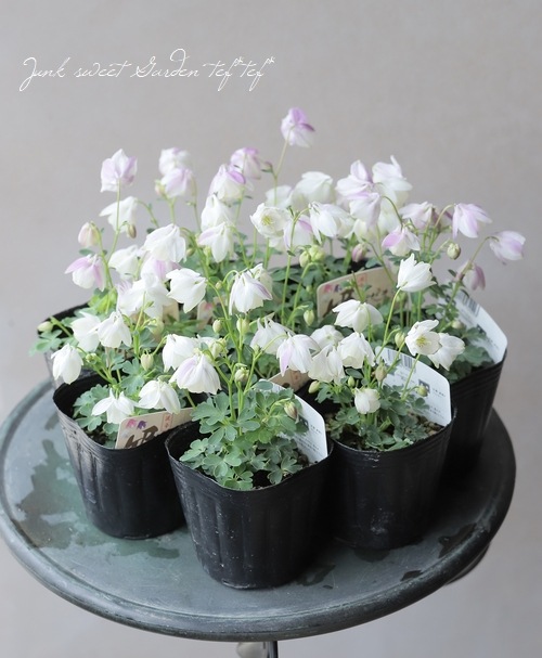 姫・風鈴オダマキ 『ホワイト～ピンク花』 | すべての商品 | | Junk