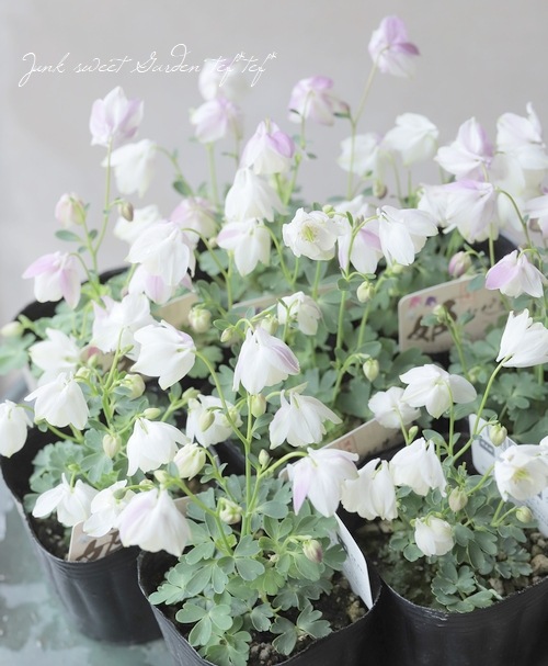 12_000000017532.jpg?1678209903