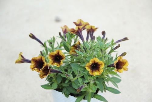 極小輪多花性ペチュニア ヴァルゴ 『アンティークグリーン』 | すべて