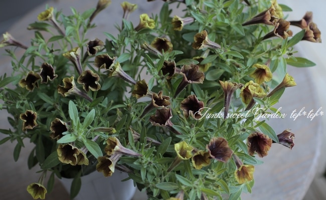 ◆ボリューム満点◆アンティークグリーン　ペチュニア　5号鉢 ◇ボリューム満点◇アンティークグリーン ペチュニア 5号鉢