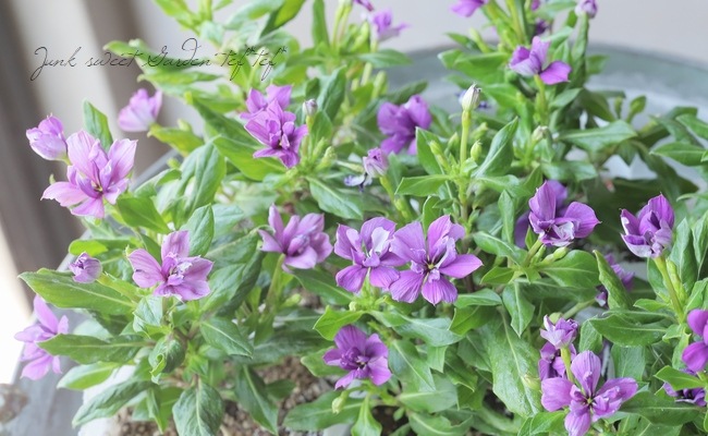 北島園芸オリジナル】 八重咲きニチニチソウ・ミラシリーズ 『アクア