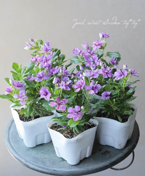 北島園芸オリジナル】 八重咲きニチニチソウ・ミラシリーズ 『アクア