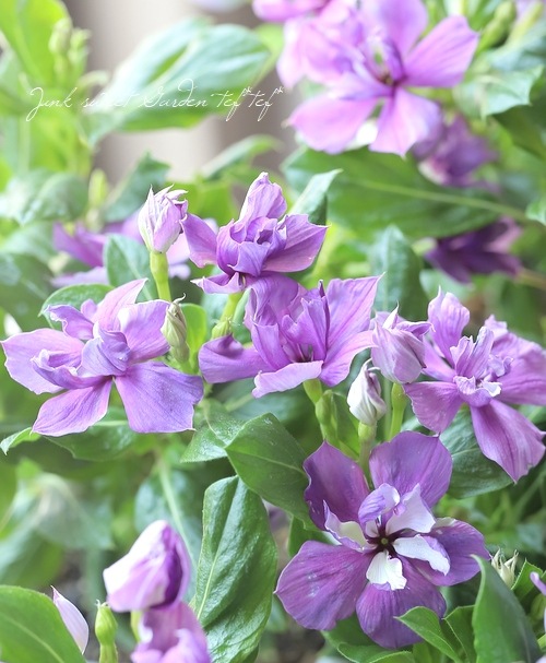 �������ݥ��ꥸ�ʥ�� Ȭ�ź餭�˥��˥��������ߥ饷�꡼�����إ�������