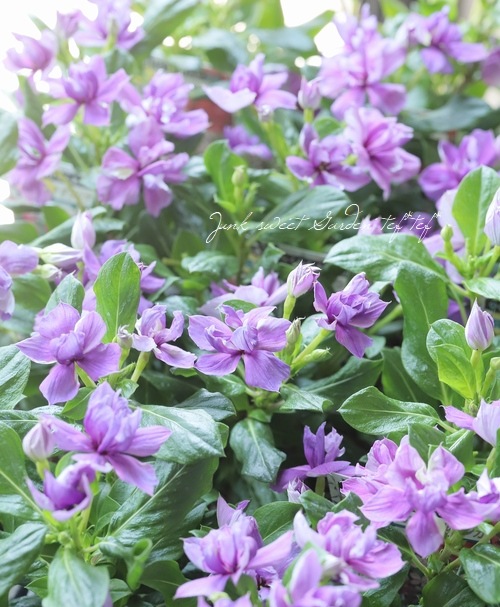 北島園芸オリジナル】 八重咲きニチニチソウ・ミラシリーズ 『アクア