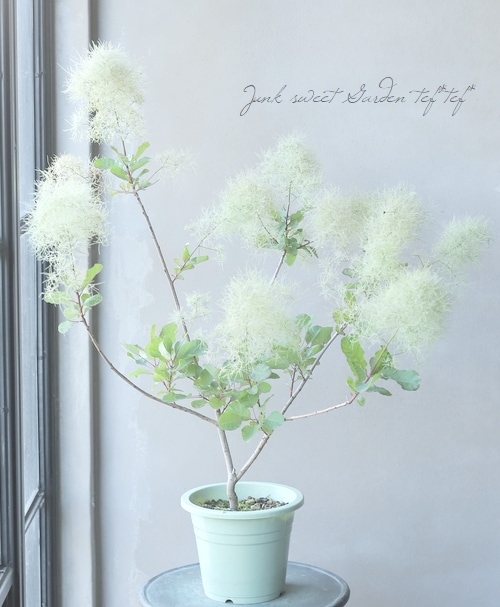 スモークツリー 『ピンクパール』 『グリーンボール』 【179】 2022